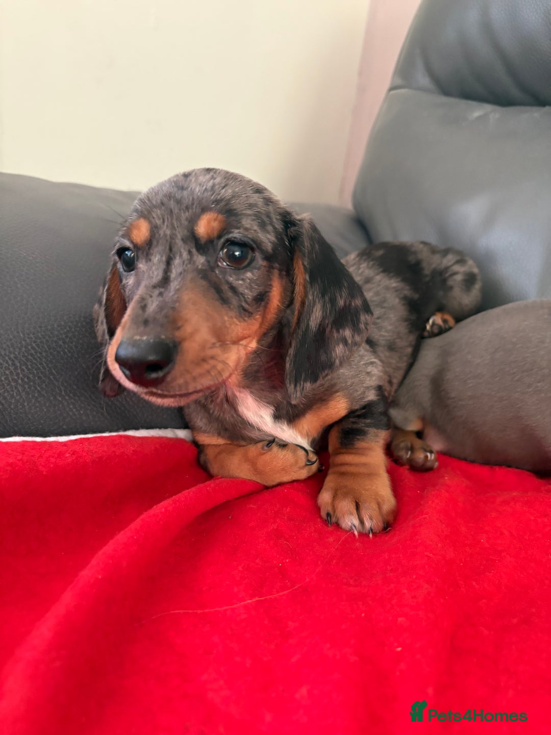 Dachshund dogs for sale: ⭐️KC reg miniature ⭐️Ready now litter Dachshunds  - Advert 20