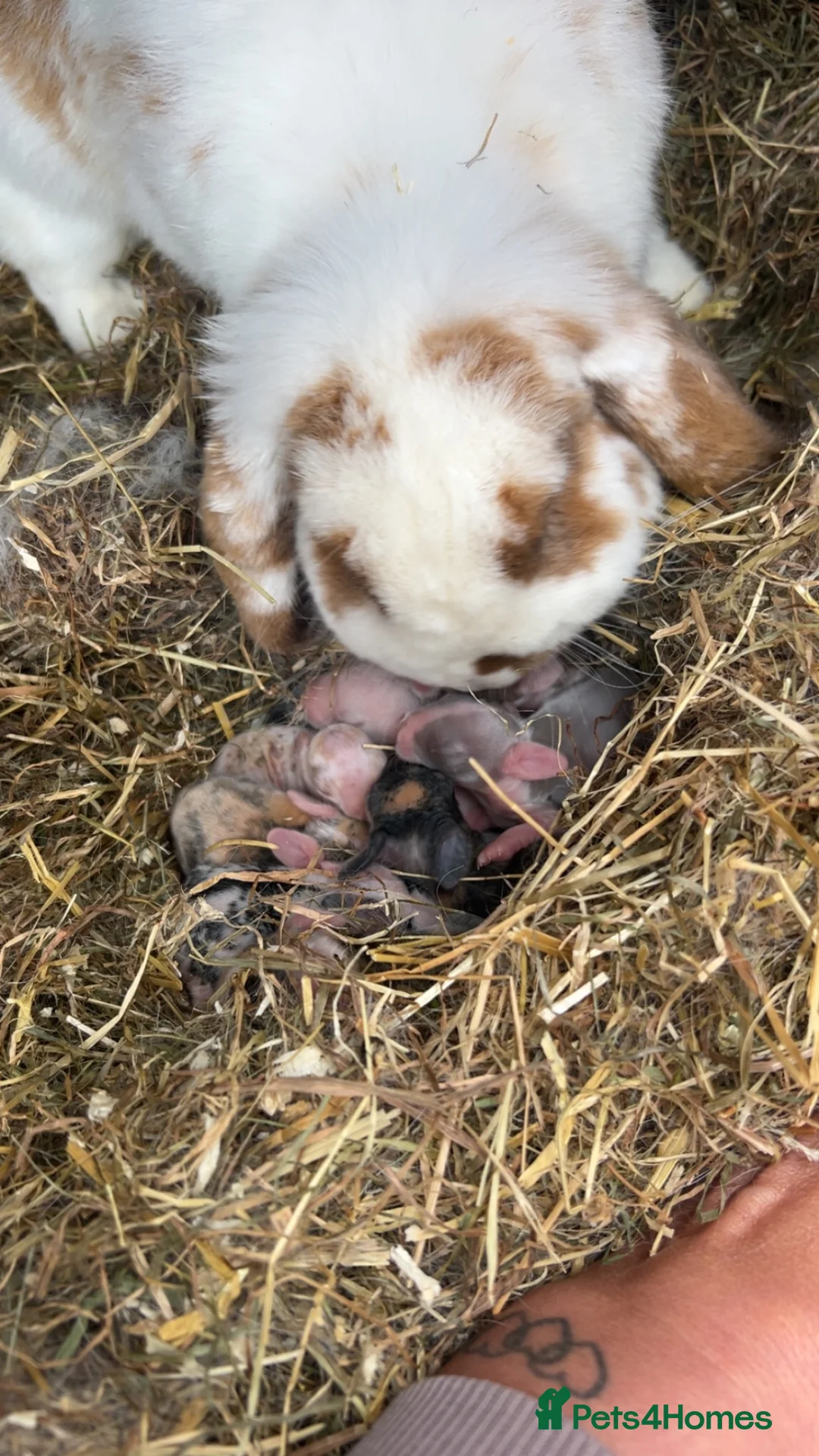 French Lop rabbits for sale: Beautiful French-mini lops in Gloucester - Advert 5