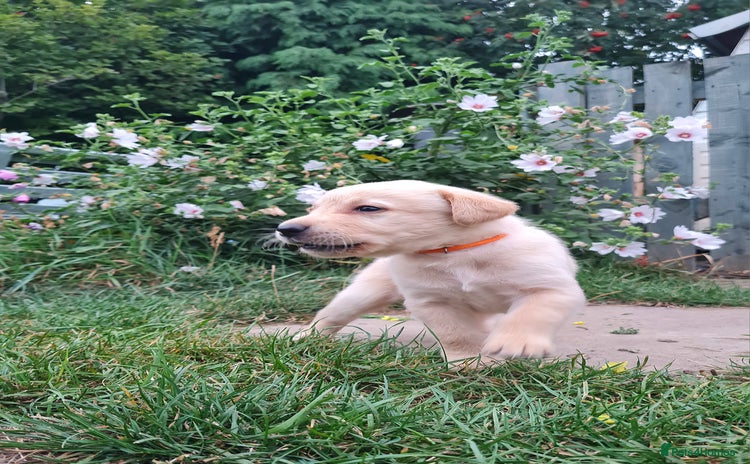 Labrador Retriever dogs - Advert 6