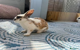 Mixed Breed rabbits for sale: Baby Rabbits  - Image 17