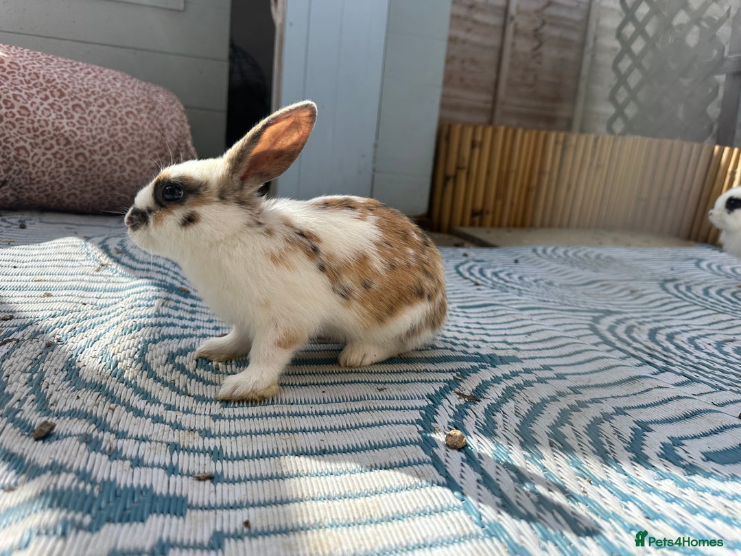 Mixed Breed rabbits for sale: Baby Rabbits  - Image 17