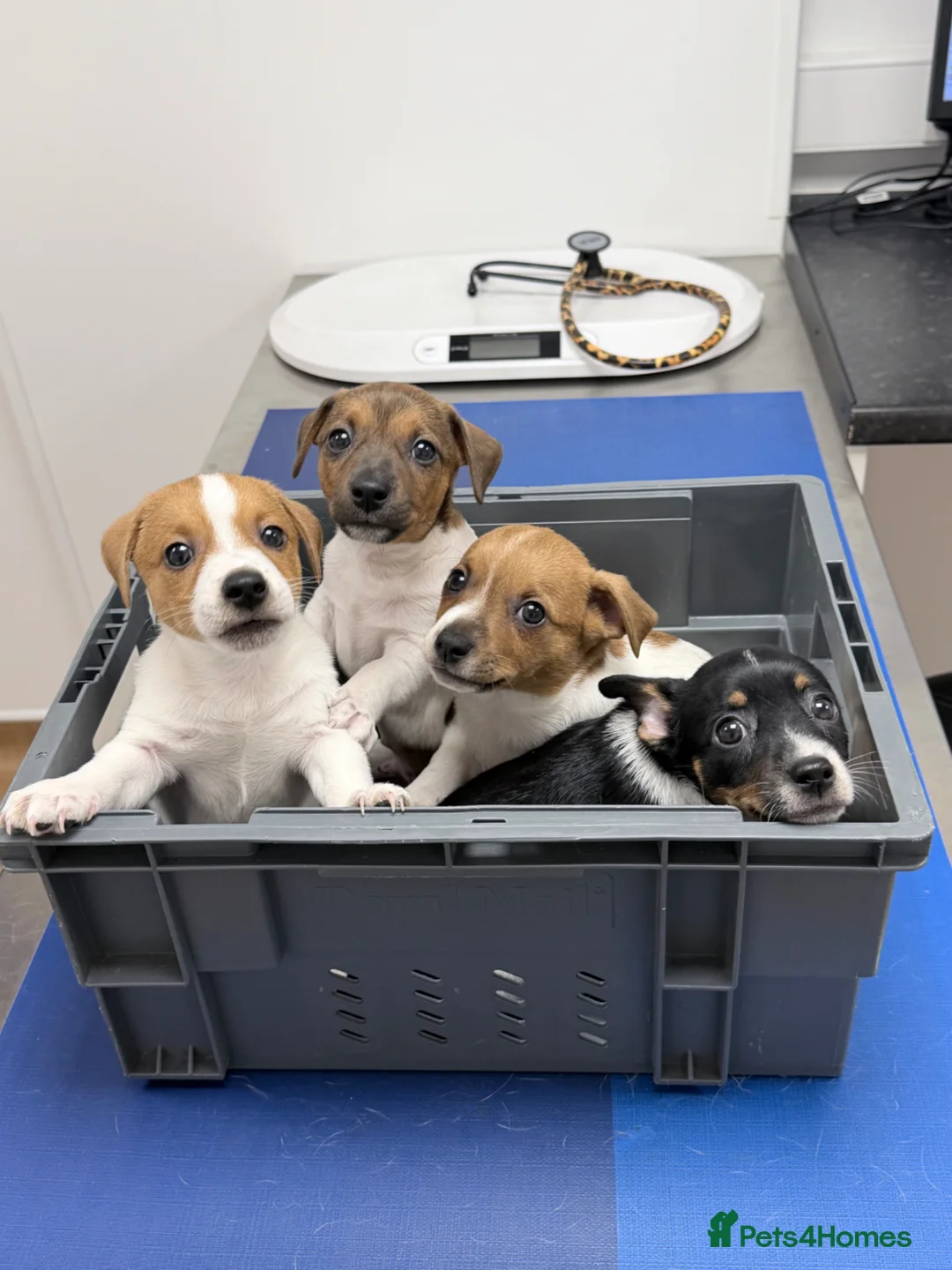 Jack Russell dogs for sale: Jack Russel puppy’s  in Enfield - Advert 2