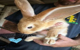 Continental Giant rabbits for sale: Yellow Continental Giant Kits. Ready to RESERVE - Image 6