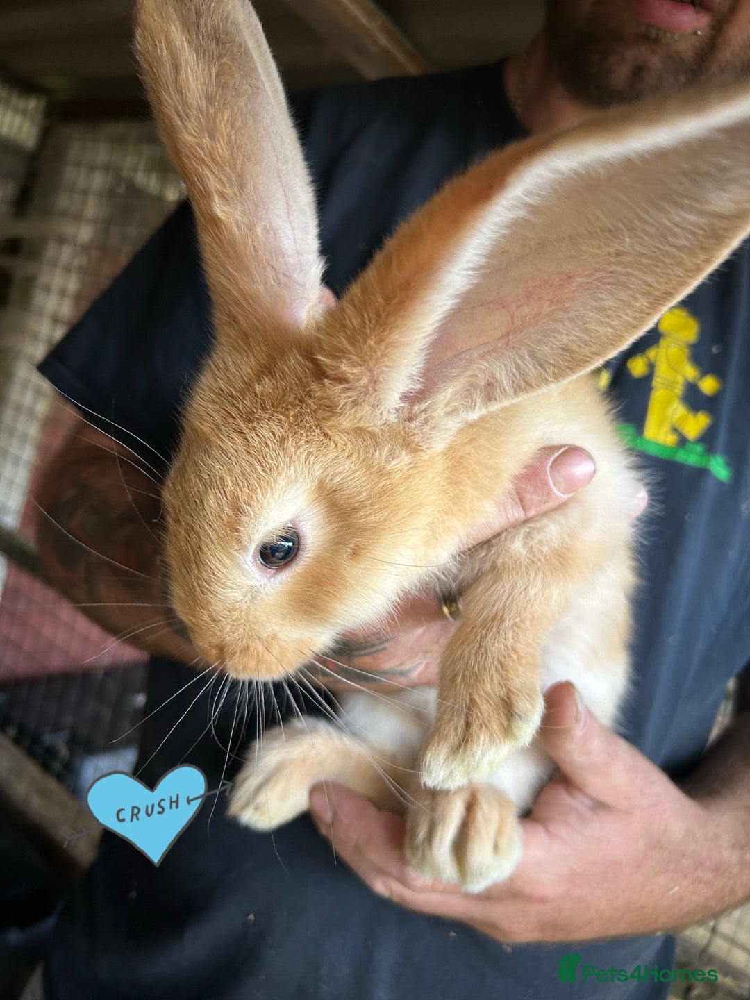 Continental Giant rabbits for sale: Yellow Continental Giant Kits. Ready to RESERVE - Image 6