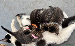 Domestic Shorthair cats for sale: Domestic Shorthair Kittens (dad bengal) - Image 7