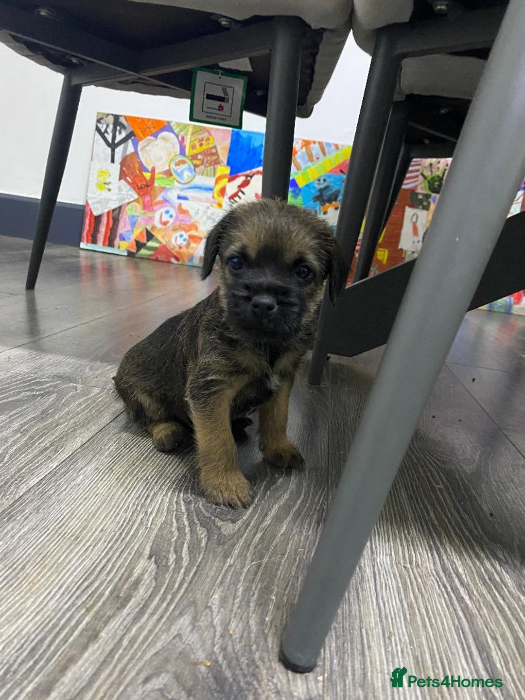 Border Terrier dogs for sale: Beautiful Border Terrier puppies for sale - Advert 11