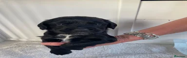 Sprocker Puppy 3