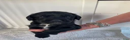 Sprocker dogs for sale: Beautiful Sprocker puppies  - Advert 3