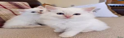 Ragdoll cats for sale: Beautiful Ragdoll Kittens  - Advert 6