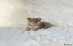 Pomsky dogs for sale: Rare lilac/tan tiny toysize Pomsky puppies - Image 3