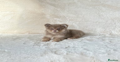 Pomsky dogs - Advert 13