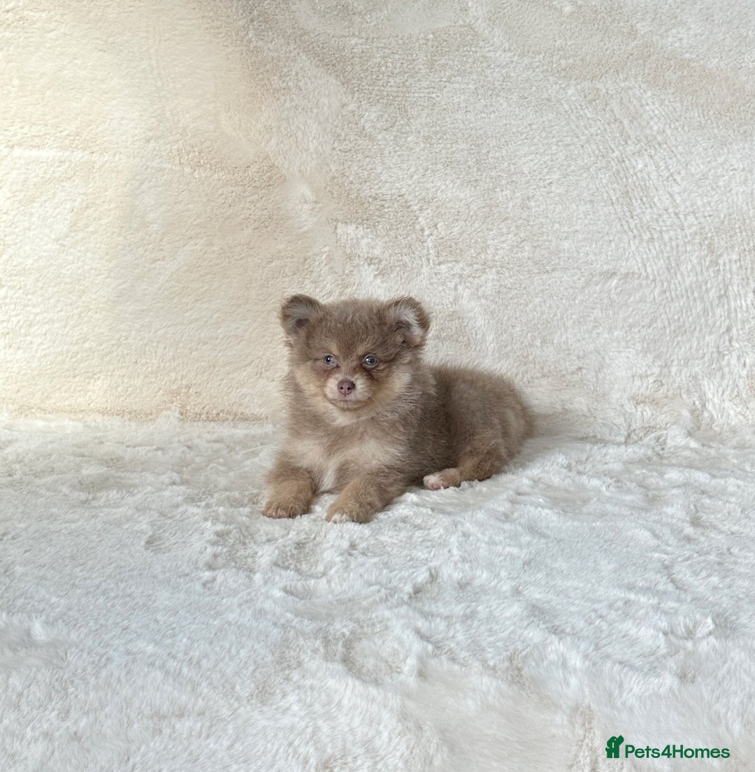 Pomsky dogs for sale: Rare lilac/tan tiny toysize Pomsky puppies - Image 3