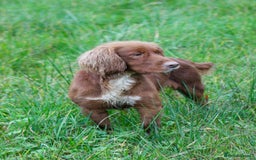 Labrador Retriever dogs for sale: 3 VERY DARK RED W/COCKER SPANIEL BOYS AVAILABLE  - Image 15