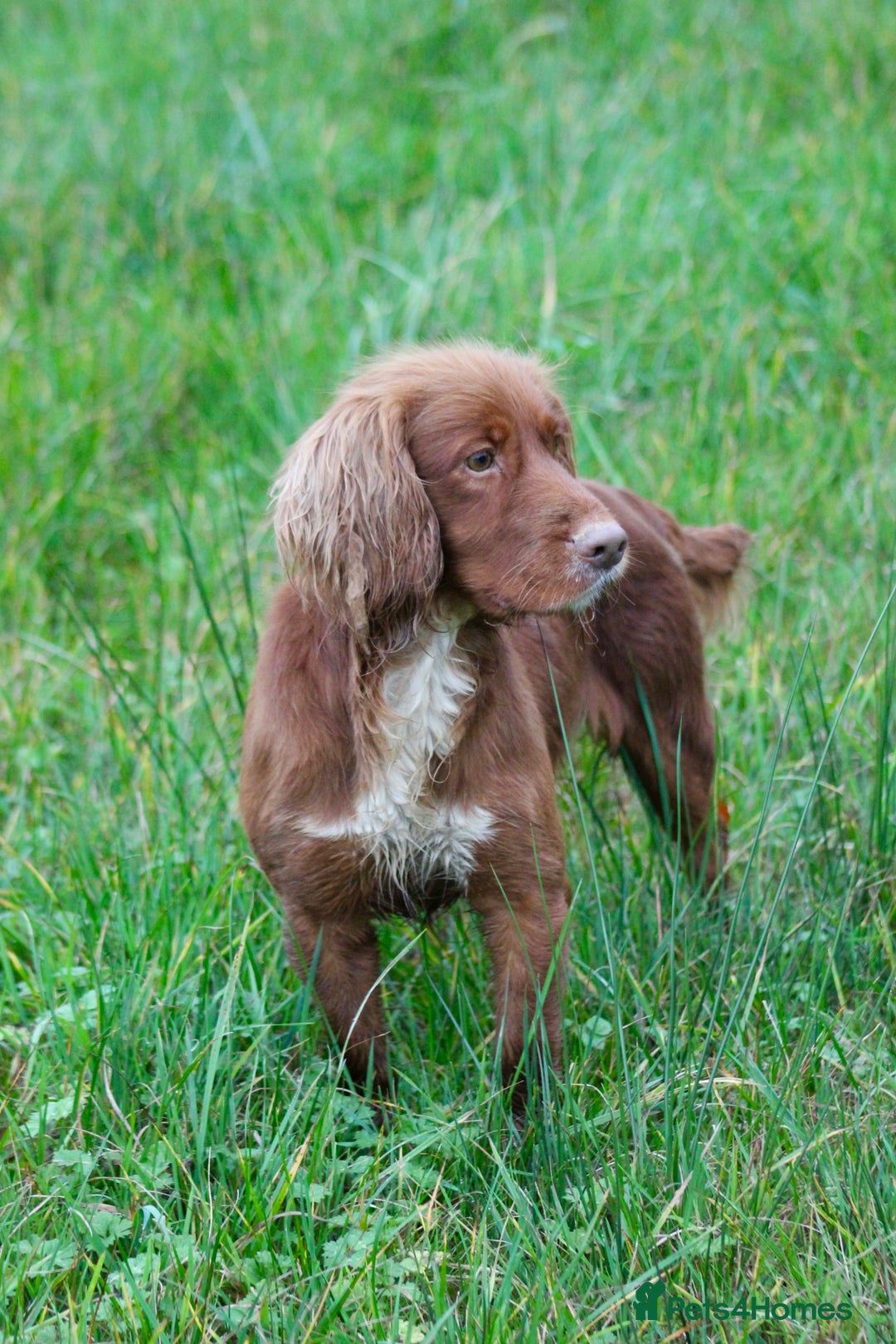 Labrador Retriever dogs for sale: 3 VERY DARK RED W/COCKER SPANIEL BOYS AVAILABLE  - Image 15