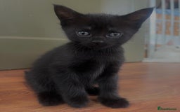 British Shorthair cats for sale: Beautiful kittens for sale  - Image 5