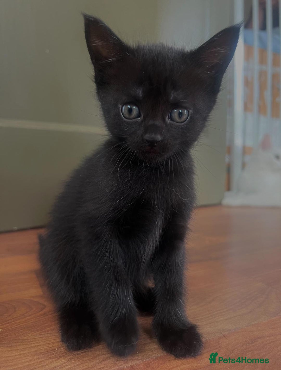 British Shorthair cats for sale: Beautiful kittens for sale  - Image 5