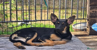 German Shepherd dogs - Advert 7