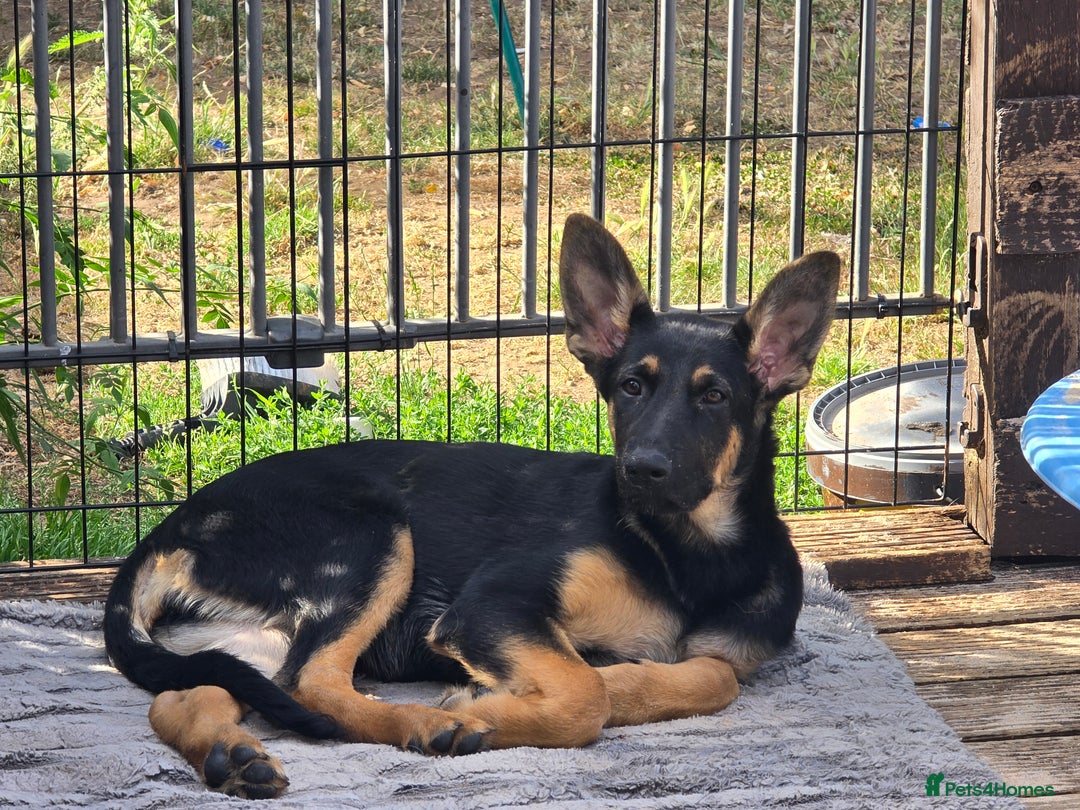 German Shepherd dogs for sale: Beautiful german girl - Image 2
