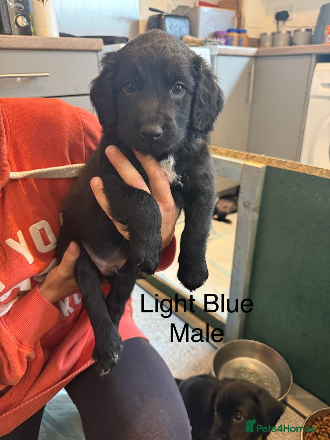 Mixed Breed dogs for sale: Beautiful Doberman X springer spaniel pups in Hawick - Image 35