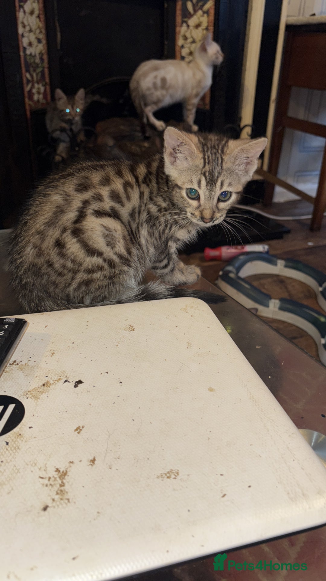 Bengal cats for sale: Bengal kittens tegistered - Image 6