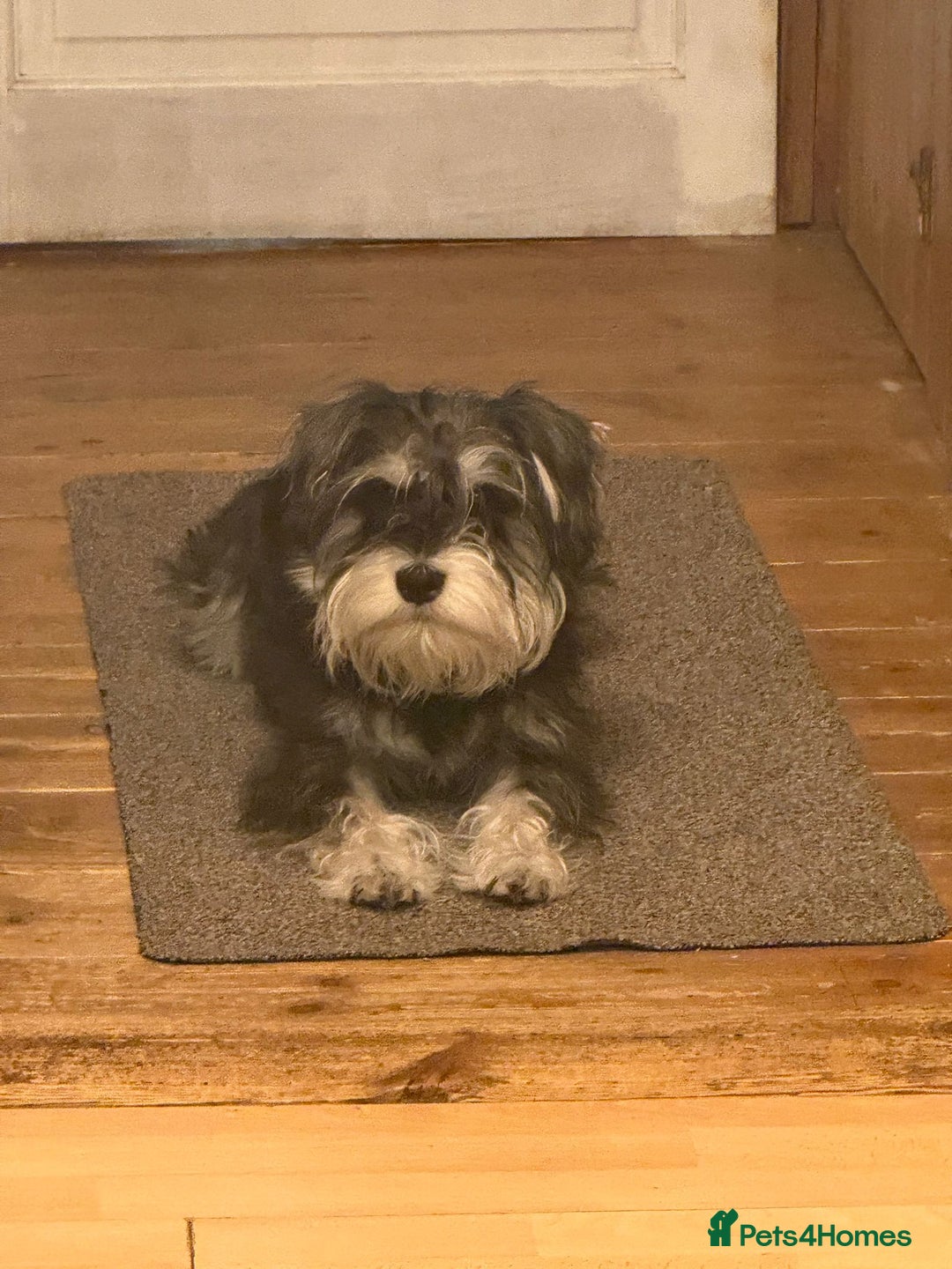 Miniature Schnauzer dogs for sale: Pre-orders for our beautiful Miniature Schnauzer - Image 3