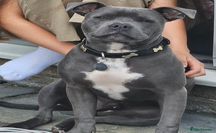 Staffordshire Bull Terrier dogs - Advert 1