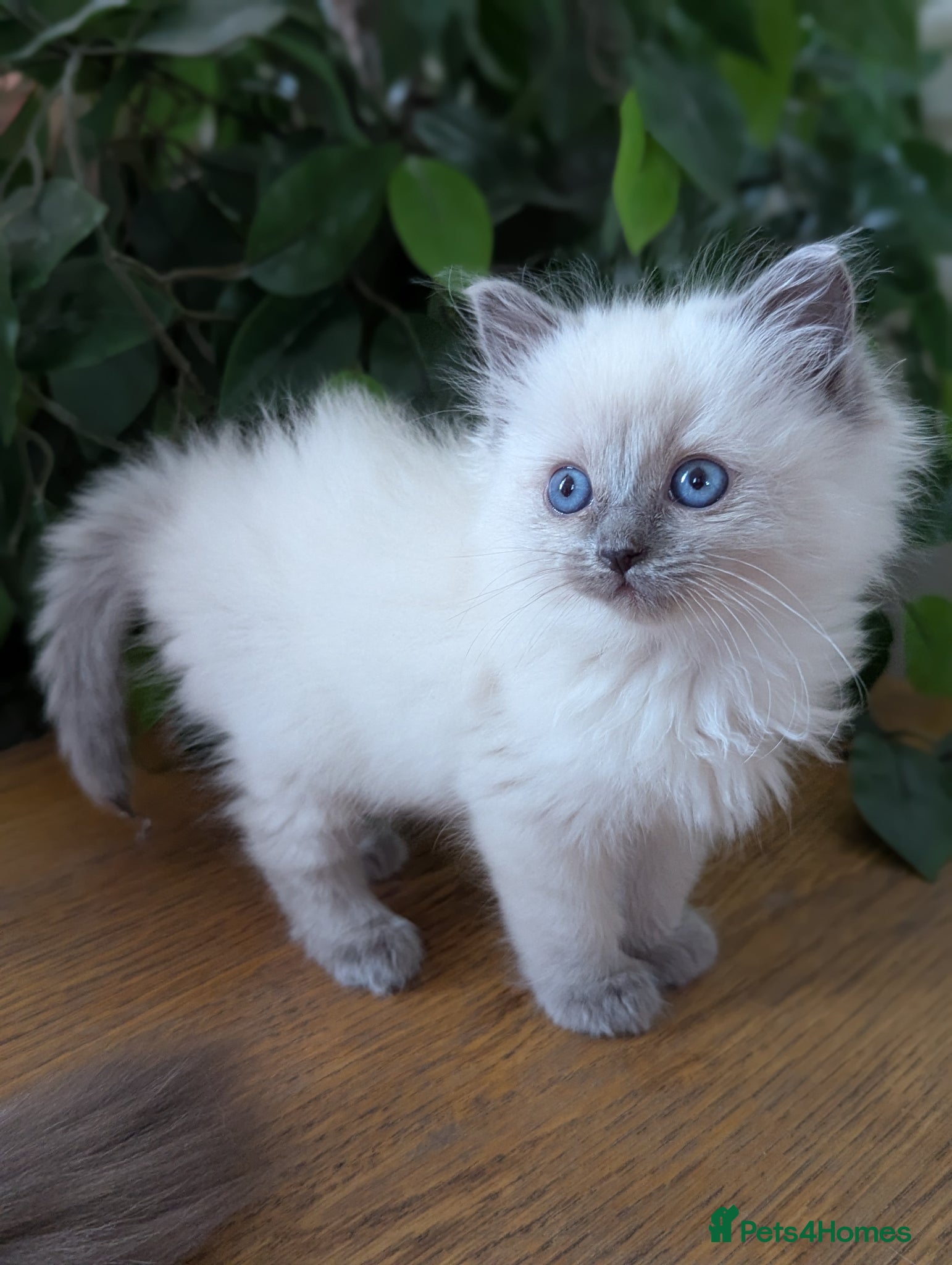 Ragdoll cats Solo the singleton 😻 - Advert 18