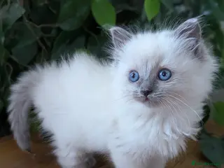 Ragdoll cats Solo the singleton 😻 - Advert 18