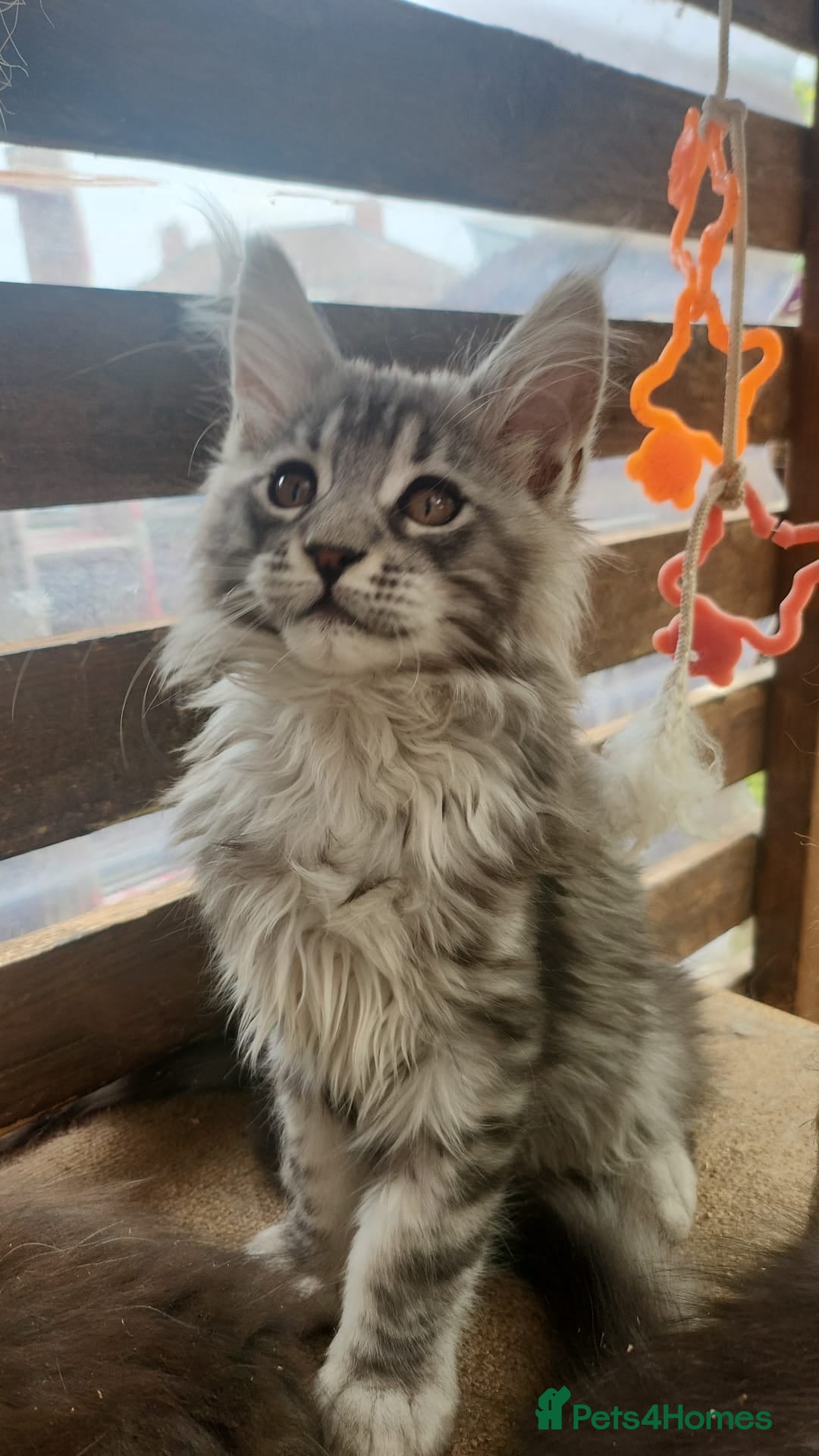 Maine Coon cats for sale: Maine coon ative purebred pedigre in Barnsley - Image 1
