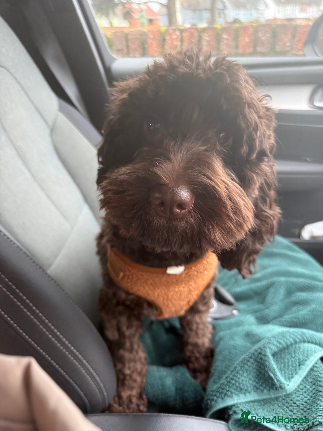 Cockapoo dogs for sale: Cockapoo sadly for sale  - Advert 1