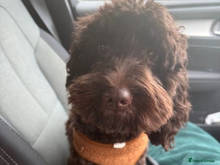 Cockapoo dogs Cockapoo sadly for sale - Advert 1