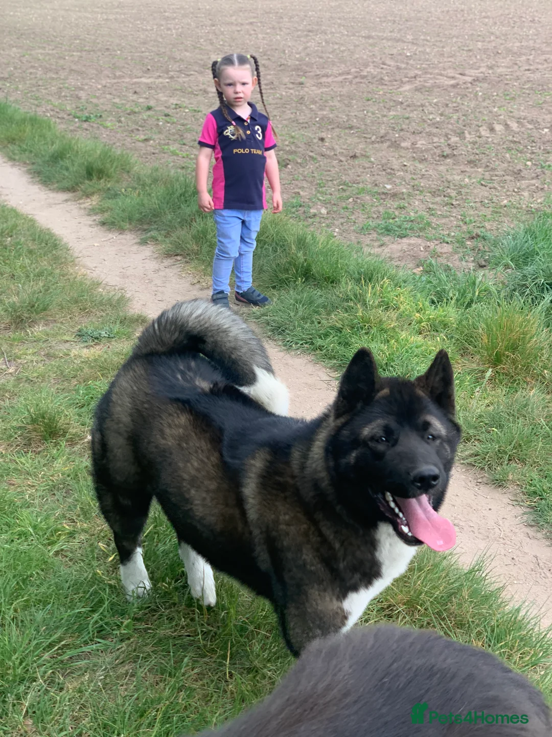 Akita dogs for stud: Akita for STUD only - Advert 8