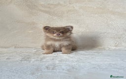 Pomsky dogs for sale: Rare lilac/tan tiny toysize Pomsky puppies - Image 2