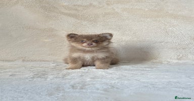 Pomsky dogs - Advert 4