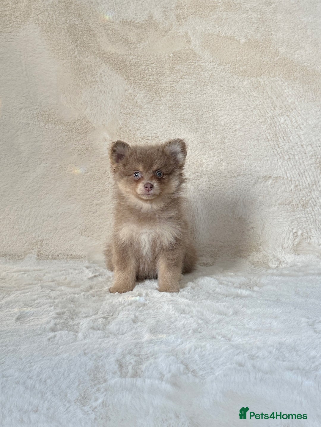 Pomsky dogs for sale: Rare lilac/tan tiny toysize Pomsky puppies - Image 2