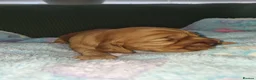 Cocker Spaniel dogs for sale: Cocker spaniel puppy's  - Advert 11