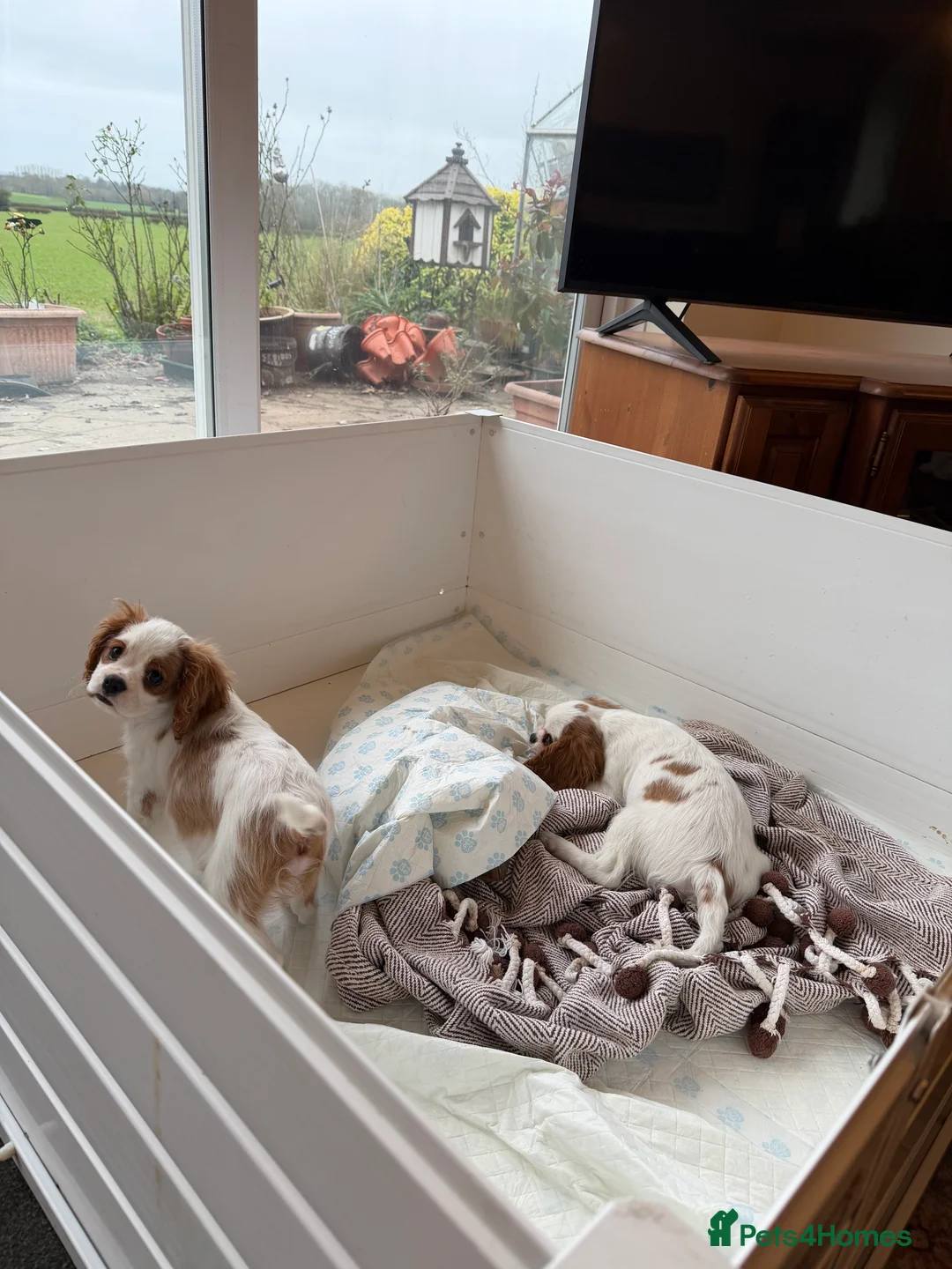 Cavalier King Charles Spaniel dogs for sale: Kc registered cavalier king charles puppies - Advert 34