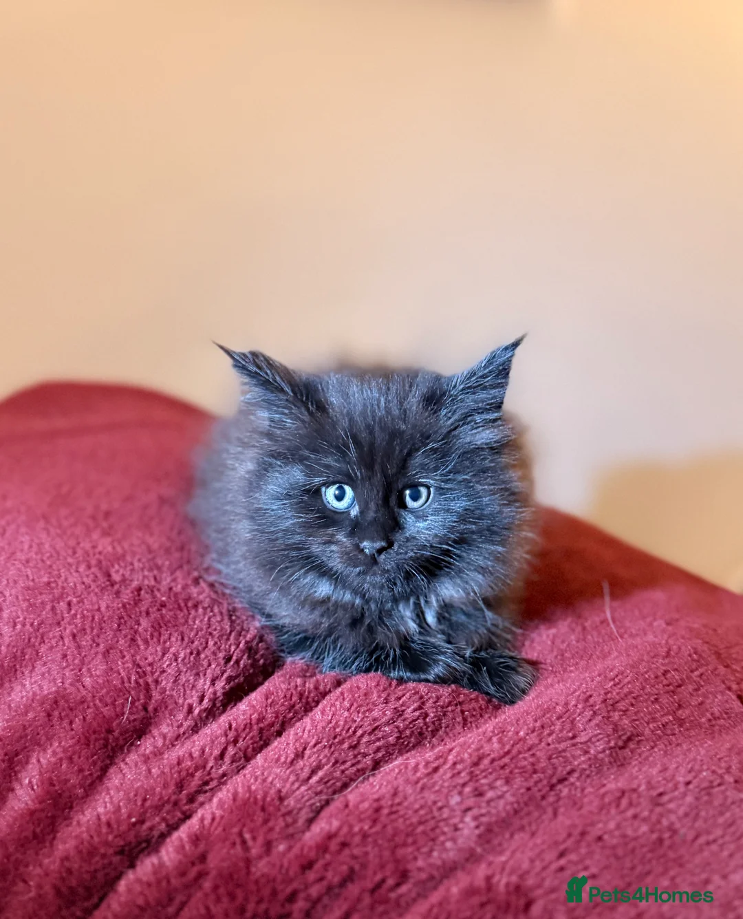 Maine Coon cats for sale: Beautiful Maine Coon Kittens in Eye - Advert 11