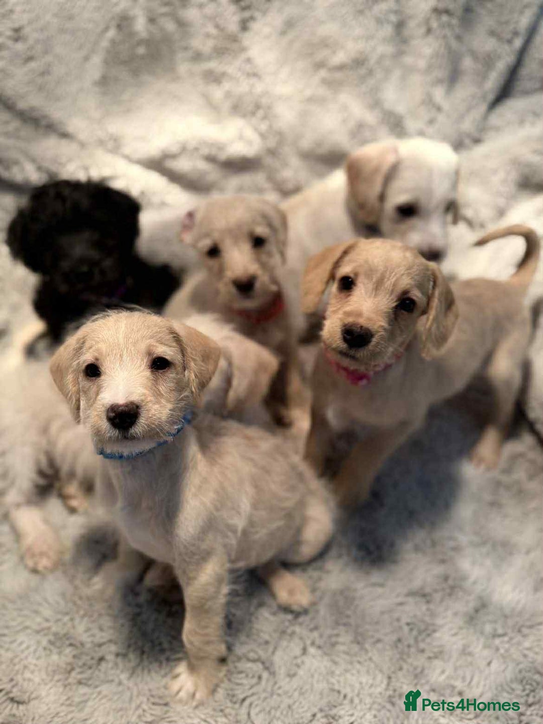 Mixed Breed dogs for sale: Miniature Schnoodle puppies - Advert 1