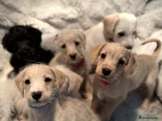 Mixed Breed dogs Miniature Schnoodle puppies - Advert 16