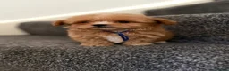 Maltipoo dogs for sale: Luxury Toy Maltipoo Boys - Advert 7