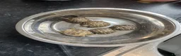 Tortoise reptiles for sale: Horsefield Tortoise - Advert 2