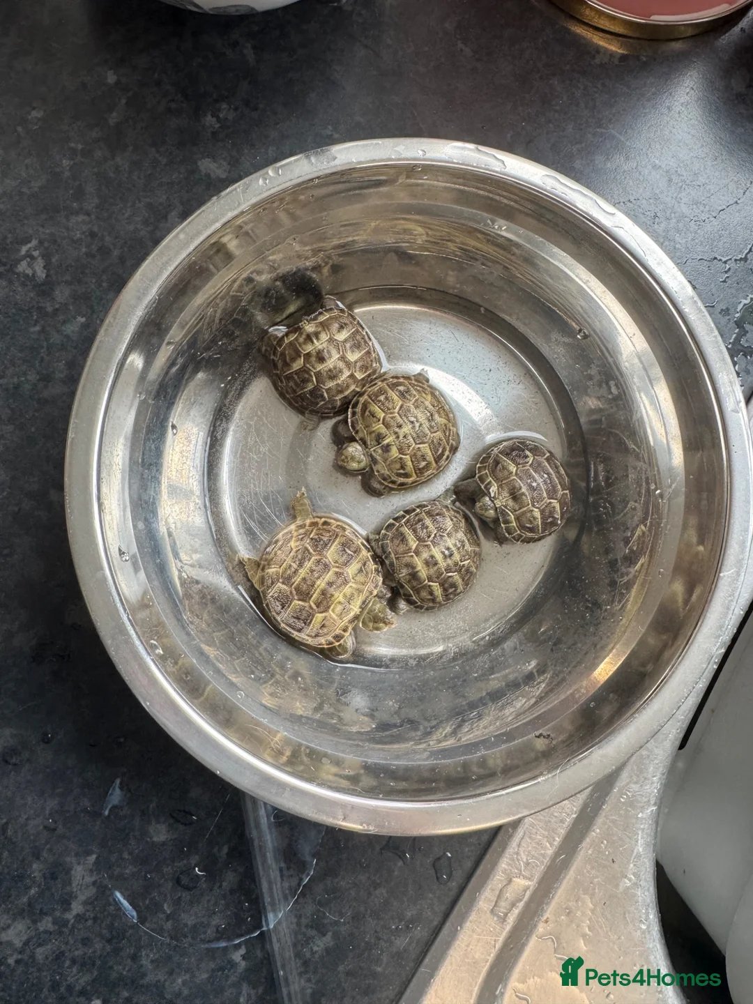 Tortoise reptiles for sale: Horsefield Tortoise - Advert 2