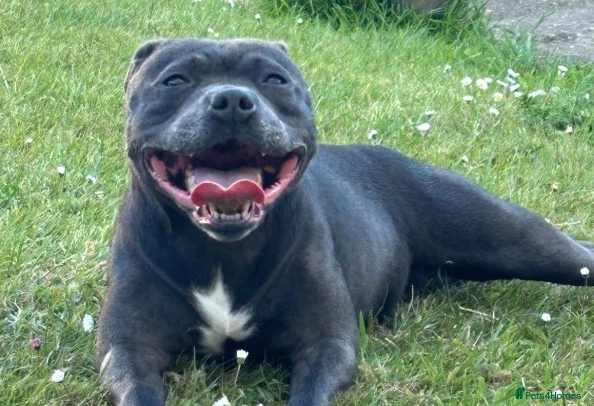 Staffordshire Bull Terrier dogs Only 3 Left! Blue Boy + 2 Black Staffie Girls 💙🖤 - Advert 14