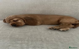 Sprocker dogs for sale: Cocker/sprocker  - Image 3