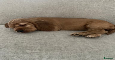 Sprocker dogs - Advert 13