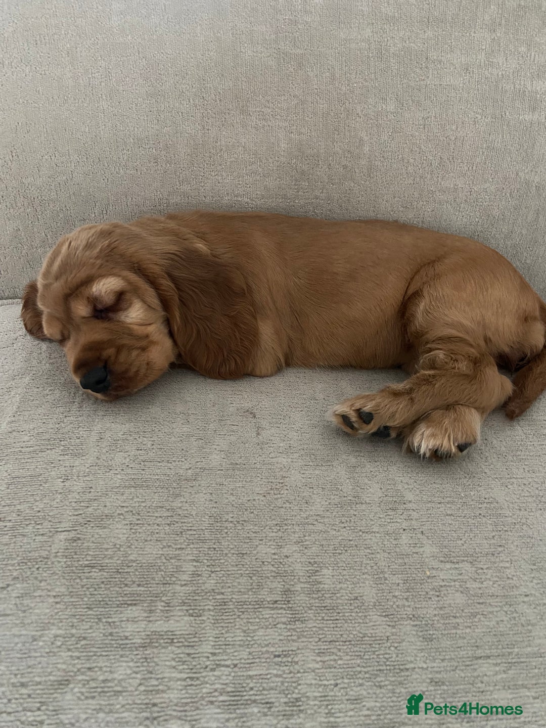 Sprocker dogs for sale: Cocker/sprocker  - Image 3