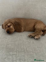 Sprocker dogs - Advert 13