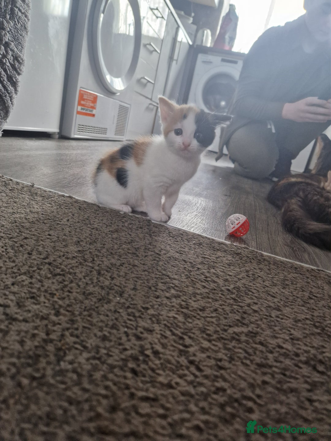 Mixed Breed cats for sale: Beautiful kittens  - Image 3