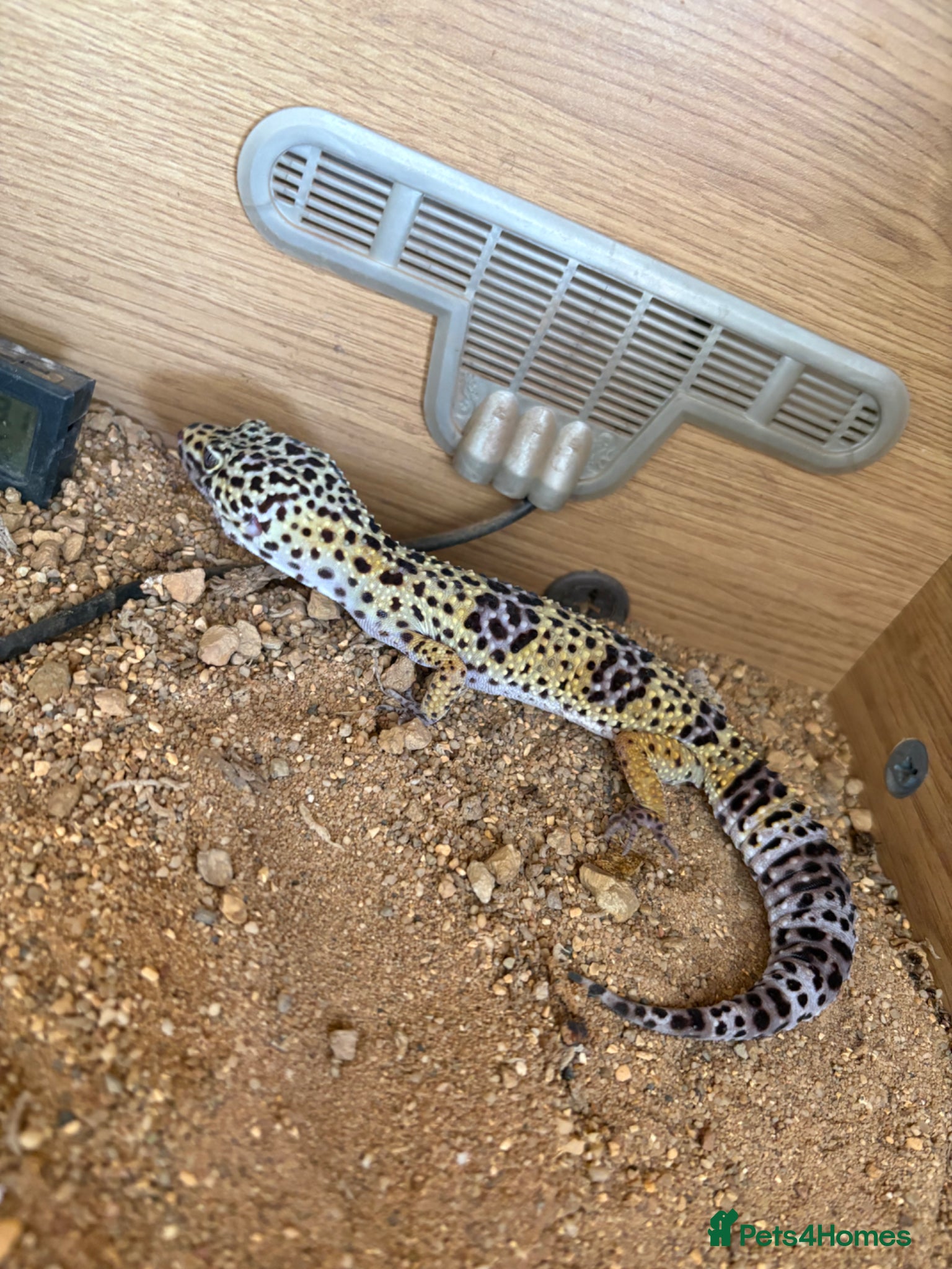 Leopard Gecko reptiles Female Leopard Gecko - Advert 1